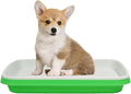 Dog Toilet 2024Feb M13