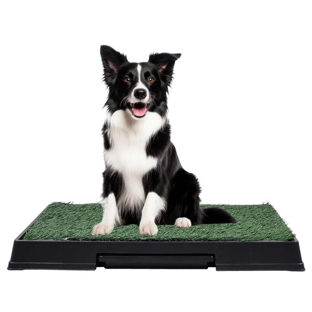 Dog Toilet M7 (Green)